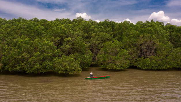 Things You Need To Know About Classifying Nature Based Solutions For