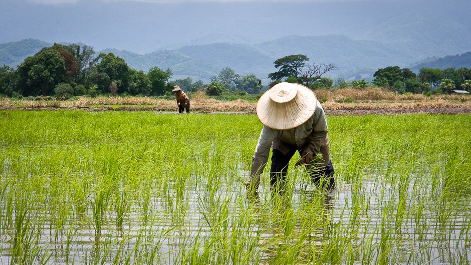 Rice Farmer Thailand