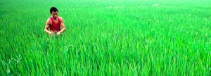 Global Food Policy