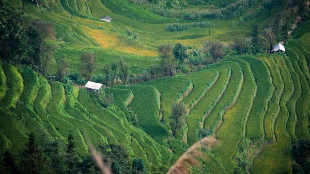 Hani Rice Terraces
