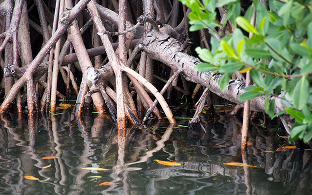 Five Facts On Mangroves Institute For Environment And Human Security