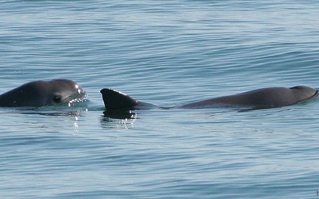 5 facts on the planet's most endangered marine mammal - Institute for