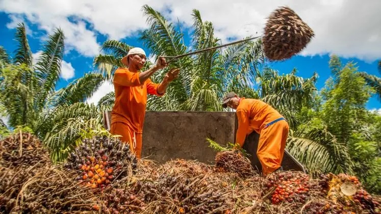 Oil palm workers in Brazil UNU-IAS