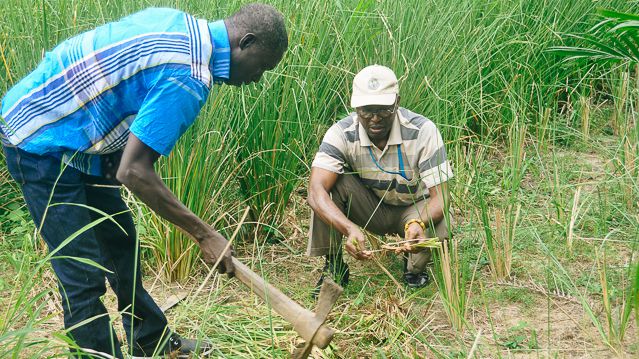 uprooting vetiver grass