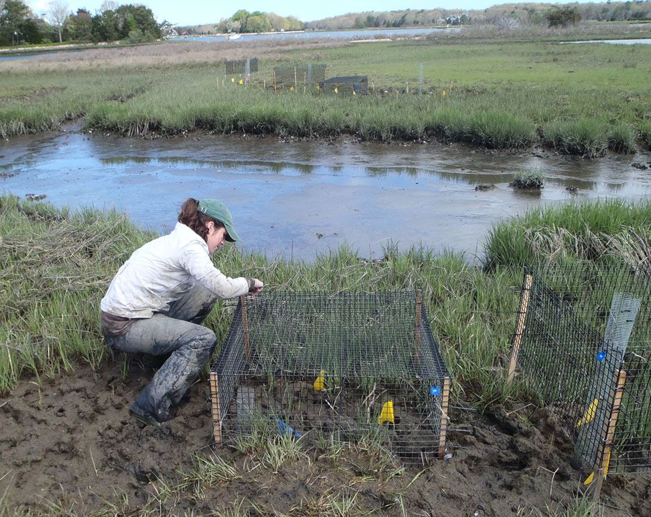 What’s killing the coastal saltmarshes of Southern New England