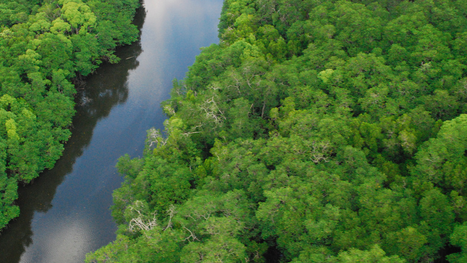 Borneo's Mystery Trees Guzzle Carbon