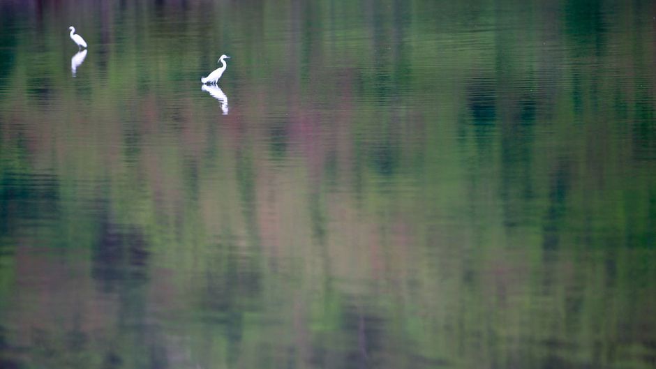 Egrets glide over Taci Tolu Lake in Dili, Timor-Leste. 