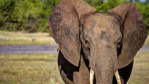 $213bn Illegal Wildlife and Charcoal Trade ‘Funding Global Terror ...