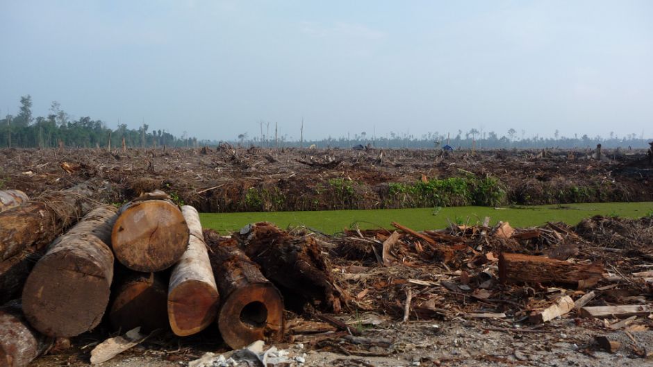 Indonesias Presidential Hopefuls Face Up to Deforestation