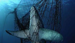 Let’s Face Up to Earth’s Unraveling Web of Life - Our World