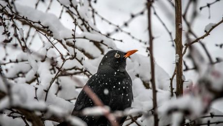 Cities Are Causing Bigger Spiders and Tamer Birds - Our World