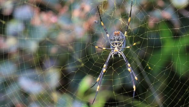 Cities Are Causing Bigger Spiders and Tamer Birds - Our World