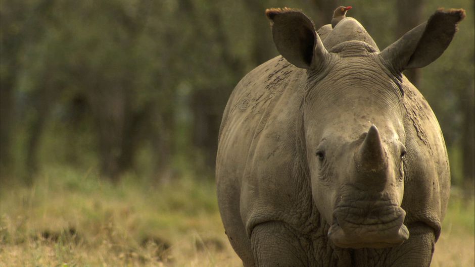 According to CITES, 1,215 rhinos were poached in South Africa alone in 2014 — this translates to one rhino killed every eight hours. Photo: Earth Touch. Creative Commons BY-NC-SA (cropped).