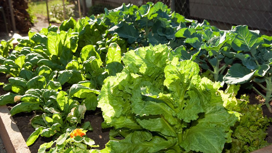 Home Growing Produces Ten Times the Food of Arable Farms