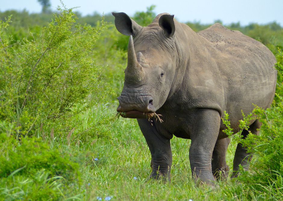 Welcome to the Wild World of Rhino Conservation - Our World