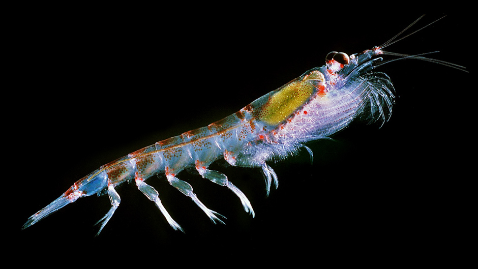 Does this Abundant Crustacean Need Protection from Our Appetite?