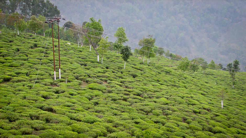 The Ancient Tea Trees of Yunnan - Stories About Tea