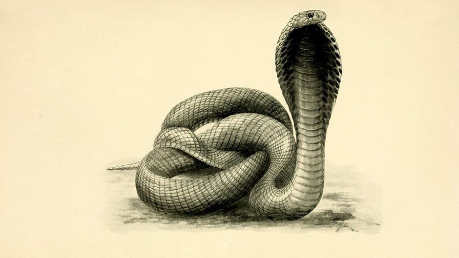 pencil drawings of cobras