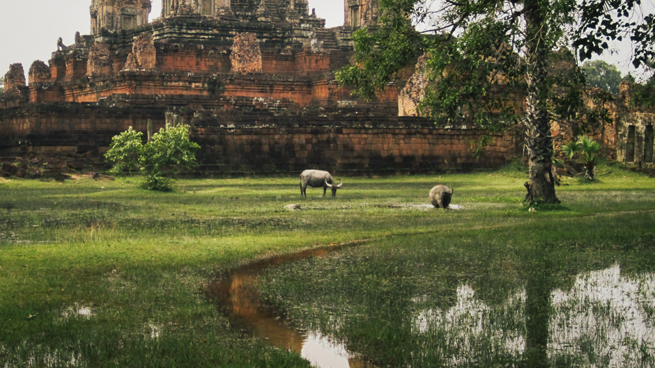 Water Buffalo at Angkor Wat