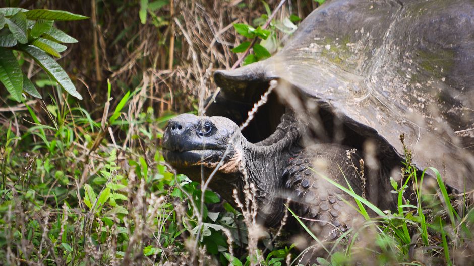 15 giant Galápagos tortoises found slaughtered