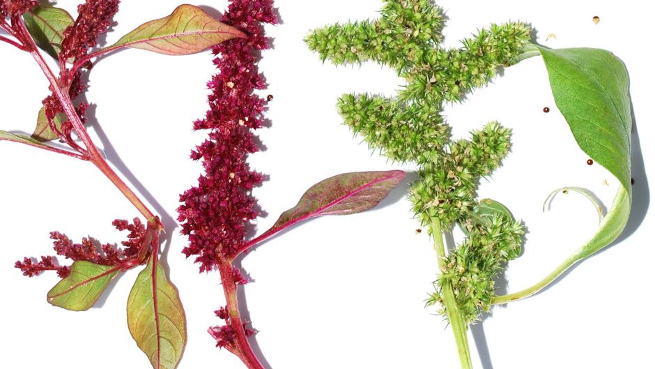 Rethinking A Weed The Truth About Amaranth Our World