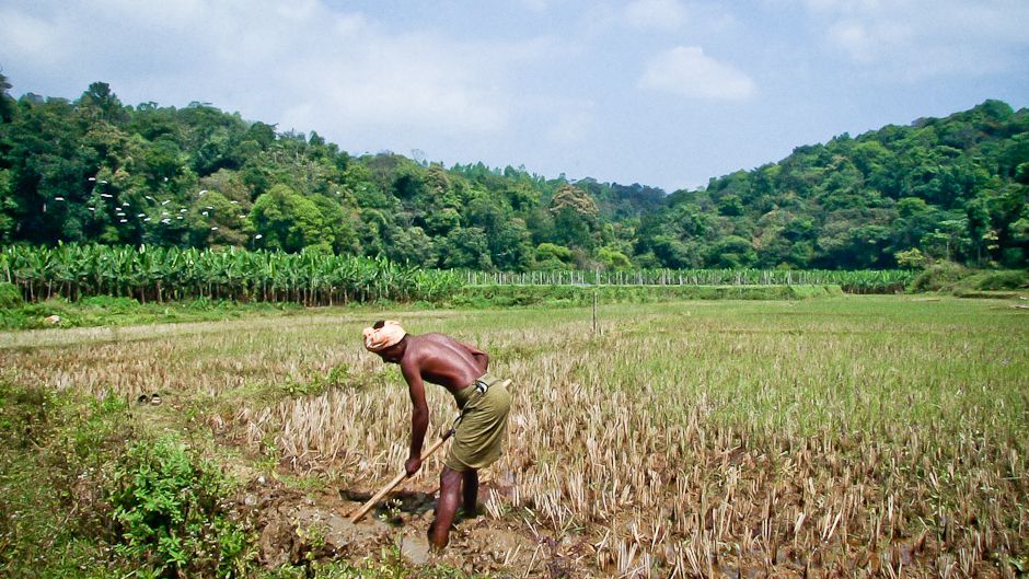 South Indian agricultural model mimics fragile ecosystem