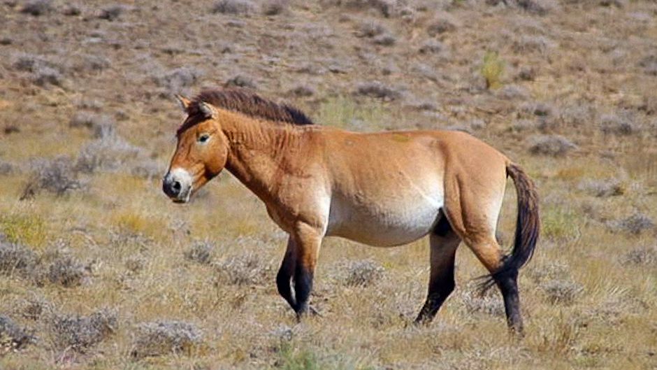 Przewalskis Horse (Equus ferus przewalskii) has been downlisted from Extinct in the Wild to Critically Endangered for the 1996-2008 period. Photo © David Blank.