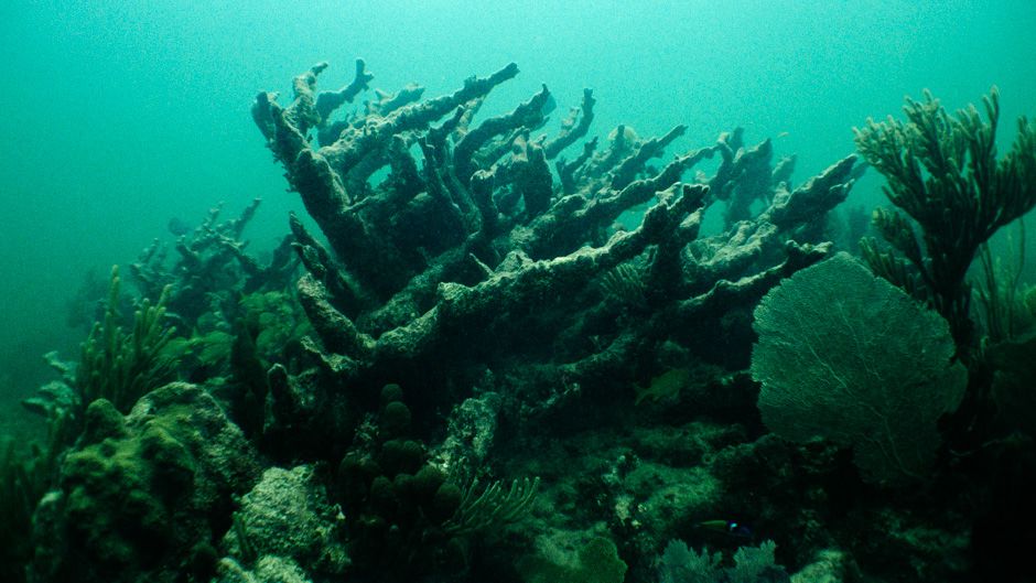 The Killing of Coral Reefs and What It Means