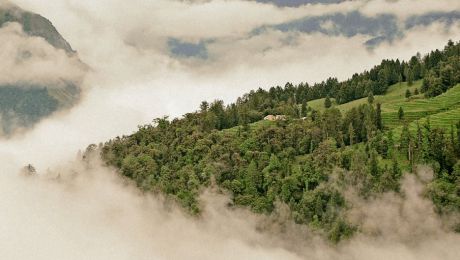 Creating Visibility for Forests Worldwide