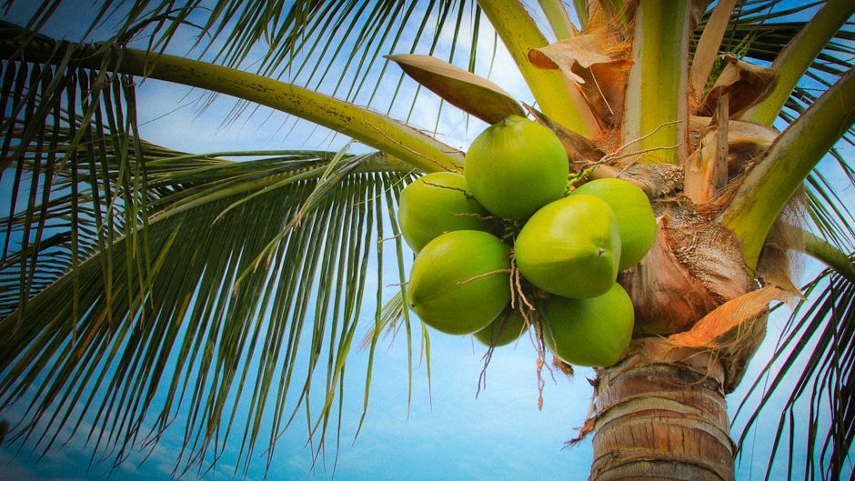 Wonders of the Coconut -