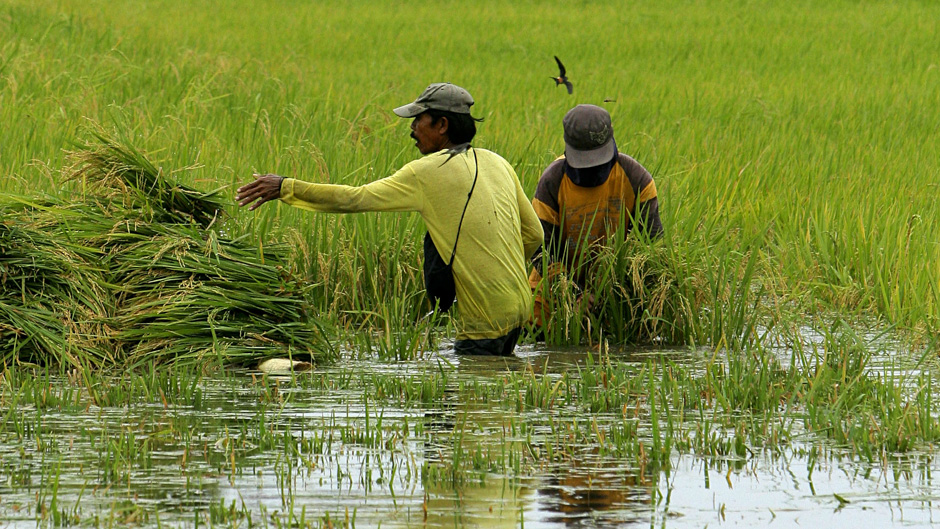 Examining how rainfall variability, food security and migration interact