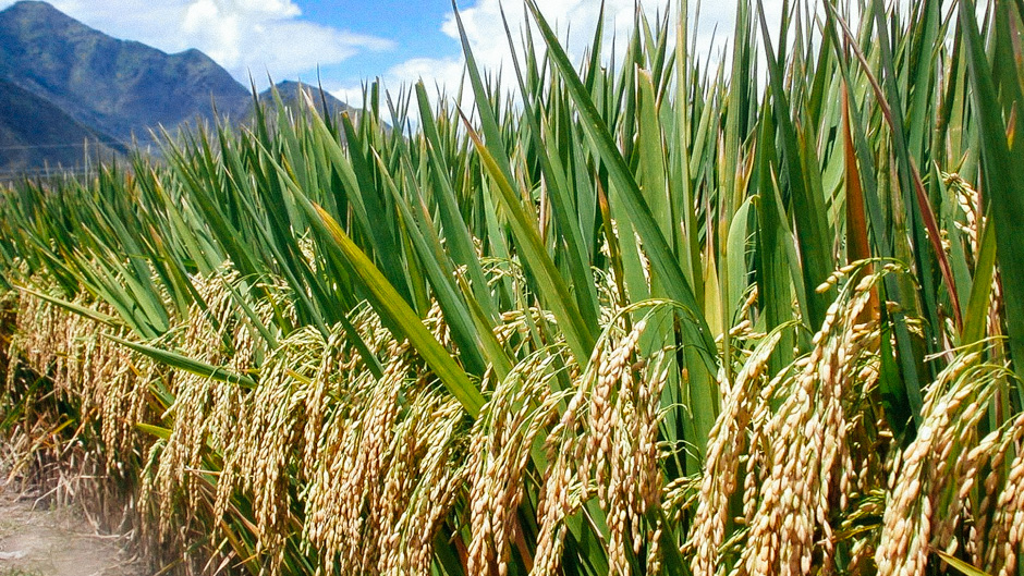 SRI hybrid rice field