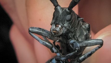 絶滅危惧種のサル - チンパンジー (パン・トログロダイト)