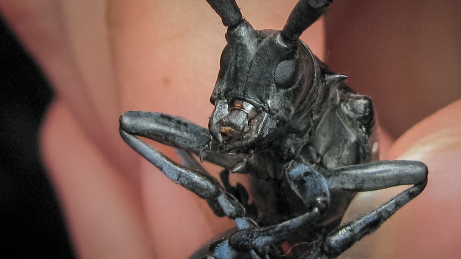 オーストラリアの絶滅危惧種 - コロボリーカエル