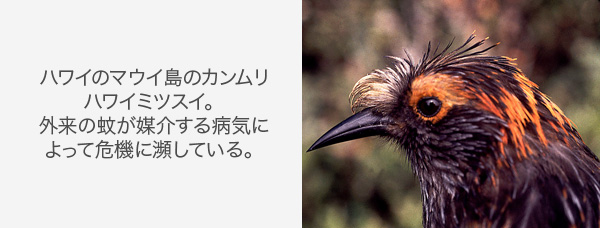 バハ・カリフォルニアの絶滅危惧動物 - サンペドロ・マルティルリス (Tamiasciurus mearnsi)