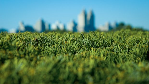 池の緑水をきれいにする方法 - 池の緑水から栄養を吸収する植物を植える