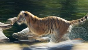 絶滅の危機にあるワニ - 絶滅の危機に瀕しているキューバのワニ