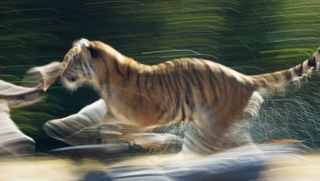 絶滅の危機にある木 - バオバブ・デ・スアレス