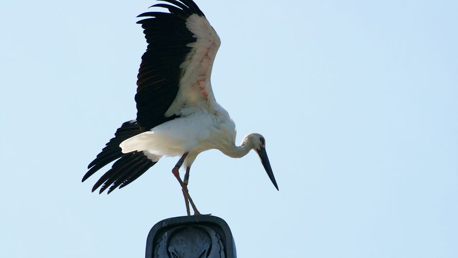 庭園を生物多様性の楽園に変える