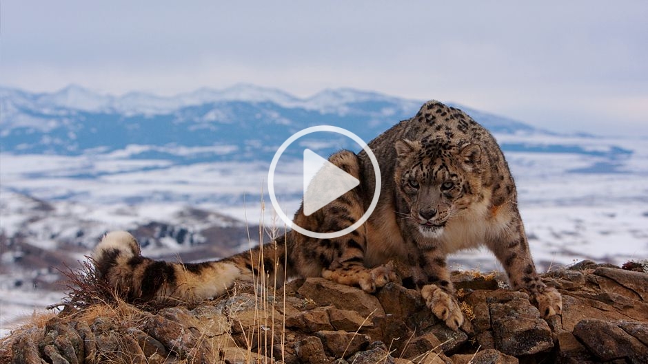 気候変動により絶滅の危機に瀕している動物たち -