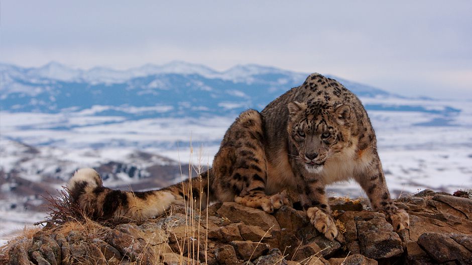 アルマジロが絶滅の危機に瀕している理由 - 国際アルマジロデー