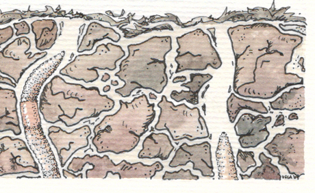 耐性があり長持ちする観葉植物 - アロエベラ