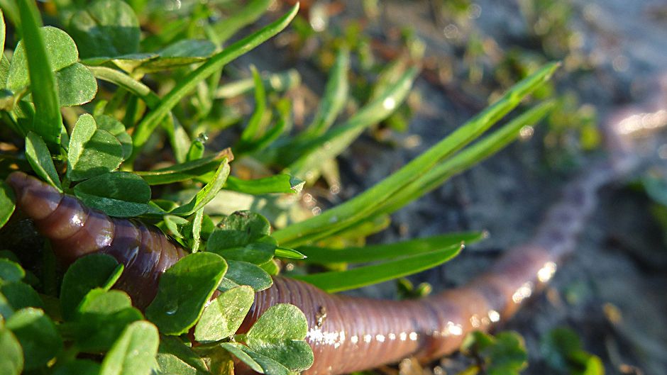 水生生態系:その概要、特徴、種類、例 - 水生生態系とは何ですか