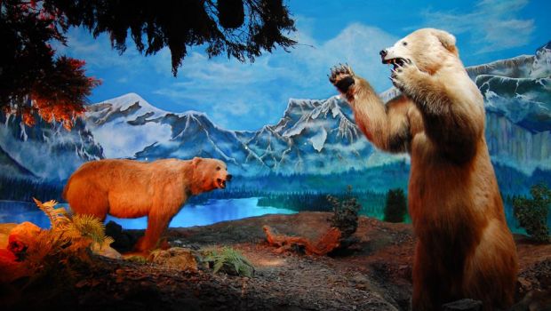 パラグアイの環境問題 - 生物多様性の損失