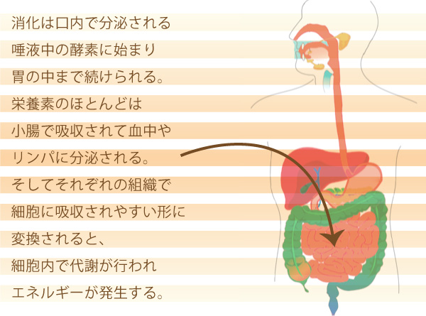 エネルギーの種類と例 - 化学エネルギー