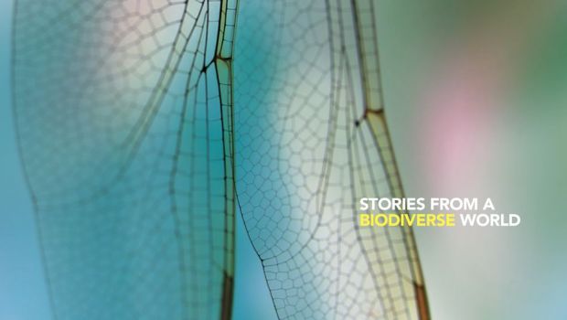 環境を保護する法律とは何ですか - 生物多様性を保護する法律