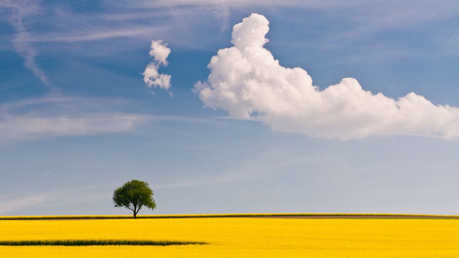 クルミの木を植える方法 - クルミの木を植える場所