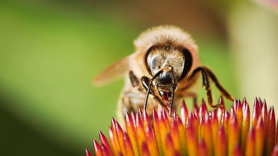 ミツバチの種類 - ミツバチ科のミツバチ