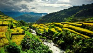 ブラジルウッドを復活させる方法 - 腐ったブラジルウッドの幹を復活させる方法