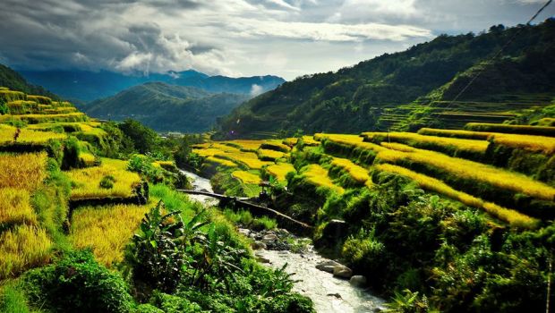 生態学的組織のレベル: その概要と例 - 生態学的組織のレベル 3: コミュニティ - 例付き